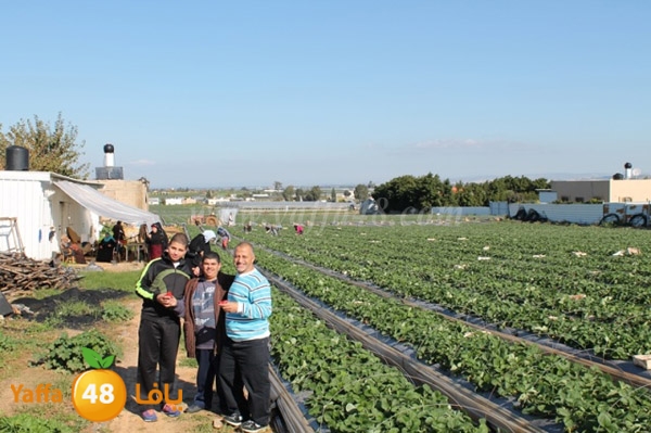 re7la tolkarem (76).JPG